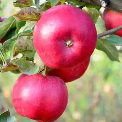 Яблоня АЙДАРЕД в Барановичах