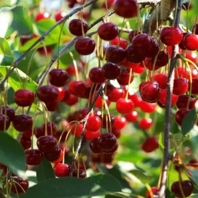 Вишня БРУСНИЦЫНА степная в Барановичах