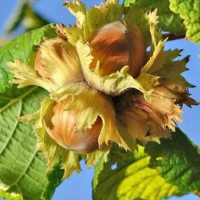 Фундук ТОНДА РОМАНА в Барановичах