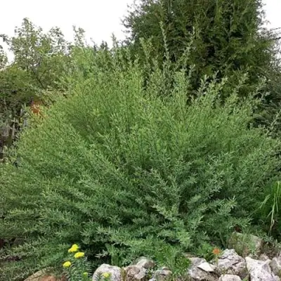 Ива НАНА пурпурная в Барановичах