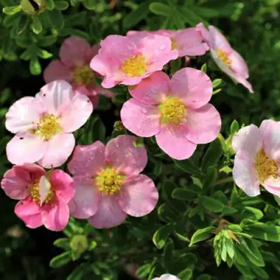 Лапчатка ЛАВЛИ ПИНК кустарниковая в Барановичах