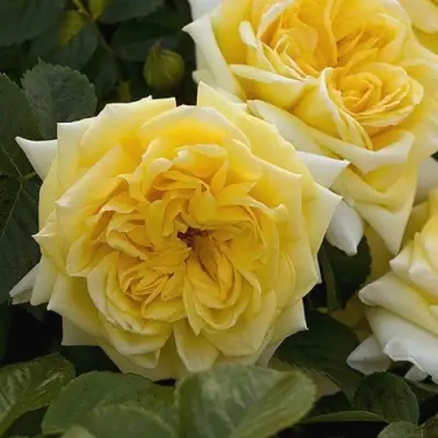 Роза НАДЯ МЕЙДИЛАНД почвопокровная в Барановичах