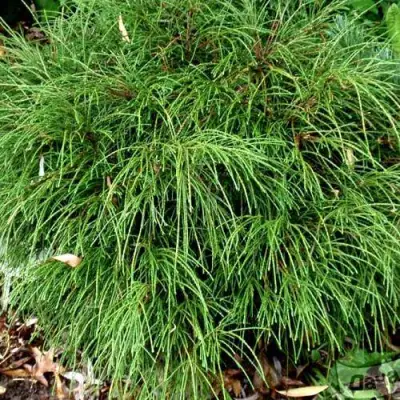 Туя ВИПКОРД складчатая в Барановичах