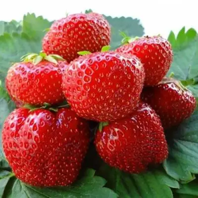 Клубника ВИМА ЗАНТА в Барановичах