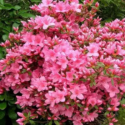 Азалия РОКОКО японская в Барановичах