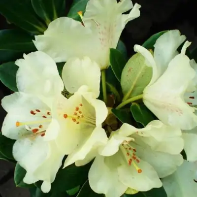 Рододендрон ГОЛДКРОН в Барановичах