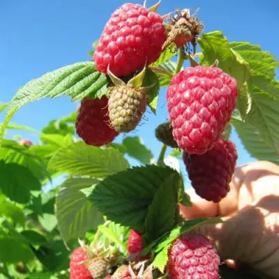 Малина ЕВРАЗИЯ в Барановичах