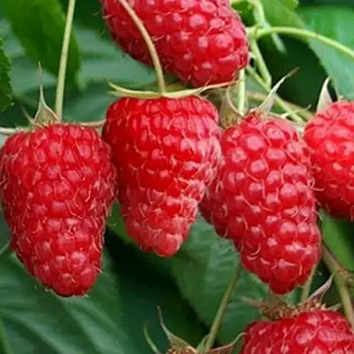 Малина КАСКАД ДЕЛАЙТ в Барановичах