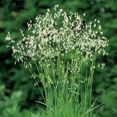 Трясунка средняя в Барановичах