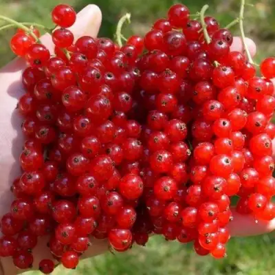 Смородина красная РЕД ПУЛ в Барановичах