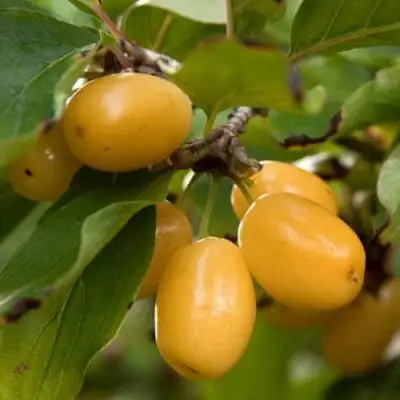 Кизил ЯНТАРНЫЙ в Барановичах