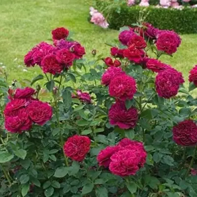 Роза МАНСТЕД ВУД английская в Барановичах