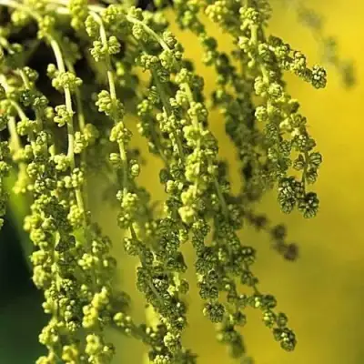 Дуб скальный в Барановичах