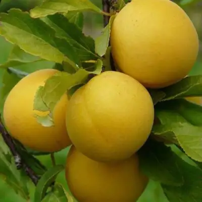 Слива СОЛНЫШКО в Барановичах