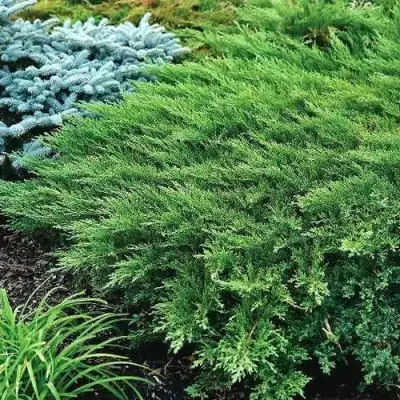 Можжевельник РОКЕРИ ДЖЕМ казацкий  в Барановичах