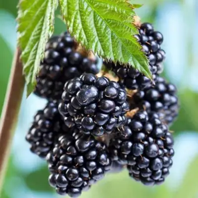 Ежевика БЛЭК САТИН бесшипная  в Барановичах