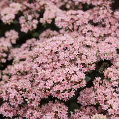 Очиток (седум) МАТРОНА в Барановичах