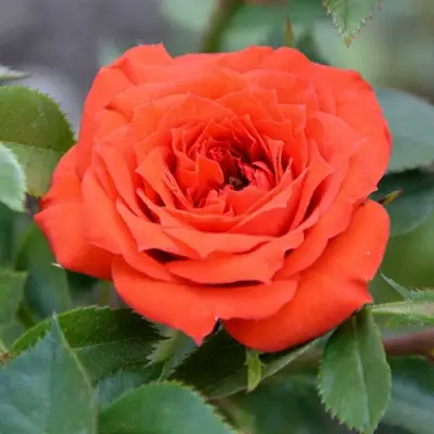 Роза ОРАНЖ ДЖЕВЕЛ миниатюрная в Барановичах