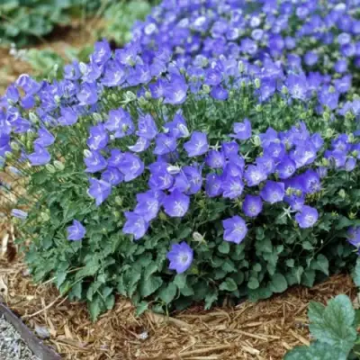 Колокольчик САНТА карпатский в Барановичах