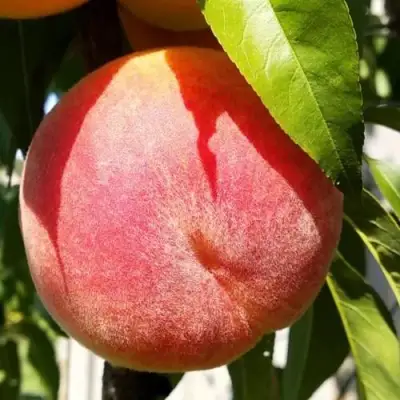 Персик ВАЙН ГОЛД Т3 в Барановичах