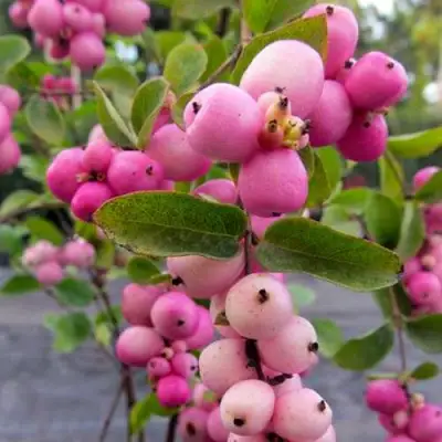 Снежноягодник ФИЕСТА БЕРРИ доренбоза в Барановичах