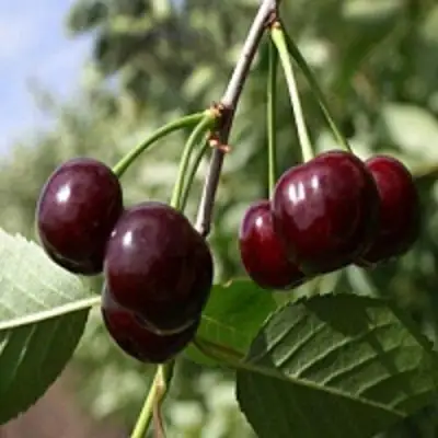 Вишня ВЛАДИМИРСКАЯ в Барановичах