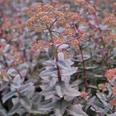 Очиток (седум) РЭЙН КСЕНОКС видный в Барановичах