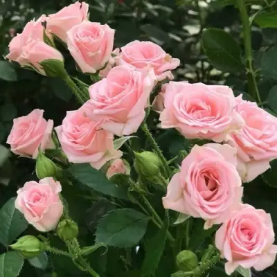 Роза КЛАССИК ЛИДИЯ спрей в Барановичах