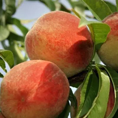 Персик ВУЛКАН в Барановичах