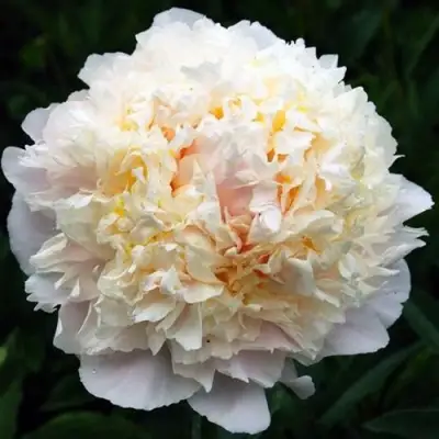 саженцы пиона