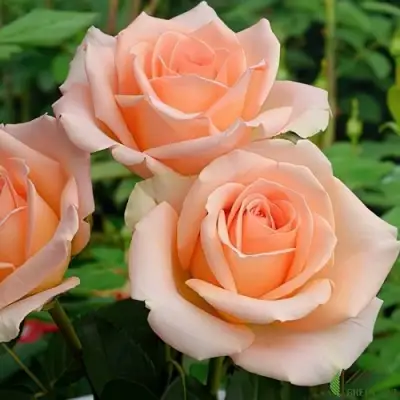 Роза ВЕРСИЛИЯ чайно-гибридная в Барановичах