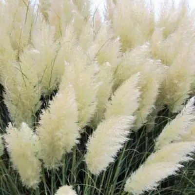 Кортадерия белая (пампасная трава) в Барановичах