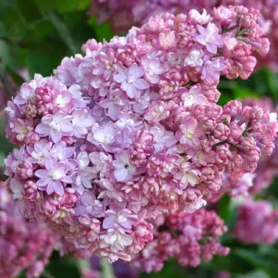 Сирень ПАМЯТЬ О ВЕХОВЕ в Барановичах