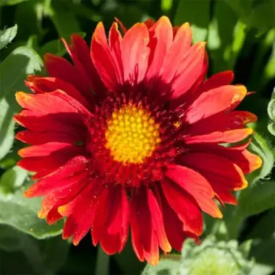 Гайлардия АРИЗОНА РЕД ШЕЙДС в Барановичах