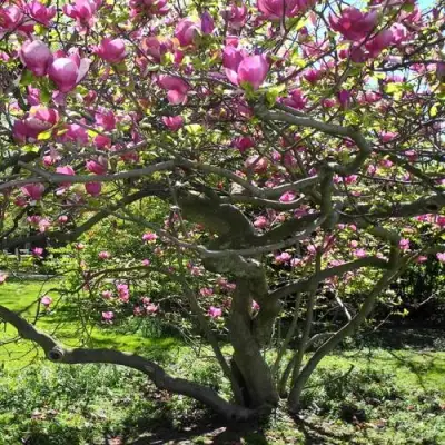 Магнолия СУЛАНЖА в Барановичах