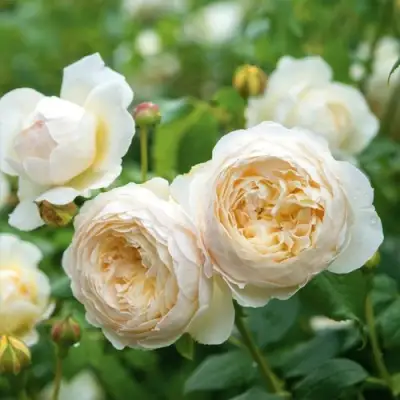 Роза КЛЭР ОСТИН английская в Барановичах