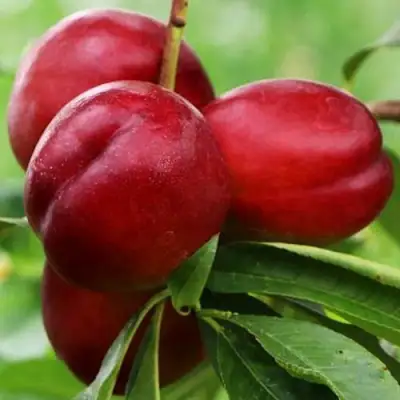 Нектарин КРЫМЧАНИН в Барановичах