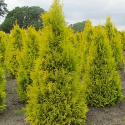 Туя САНКИСТ западная в Барановичах
