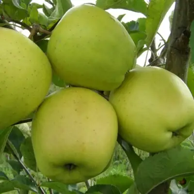 Яблоня КОШТЕЛЯ в Барановичах