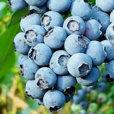 Голубика БРИГИТТА БЛЮ в Барановичах