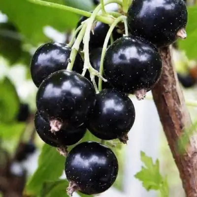 Смородина чёрная ДЕЛИКАТЕСНАЯ в Барановичах