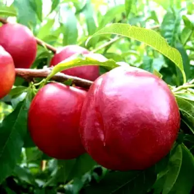 Нектарин ХАРКО в Барановичах