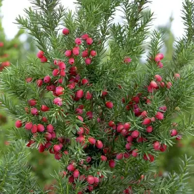 Тис ХИКСИ средний в Барановичах