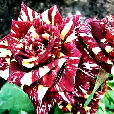 Роза ФОКУС ПОКУС флорибунда в Барановичах