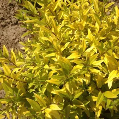 Бирючина АУРЕА обыкновенная в Барановичах