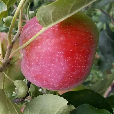 Яблоня АЛЬВА в Барановичах