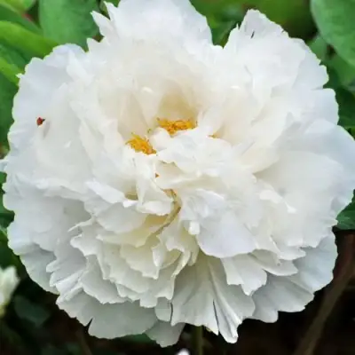 Пион БЕЛЫЙ СНЕГ древовидный в Барановичах