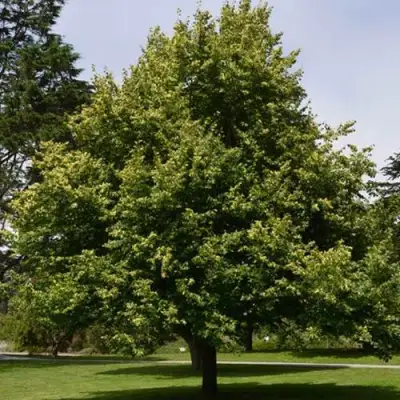 Липа сердцевидная в Барановичах