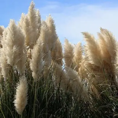 Кортадерия белая (пампасная трава) в Барановичах