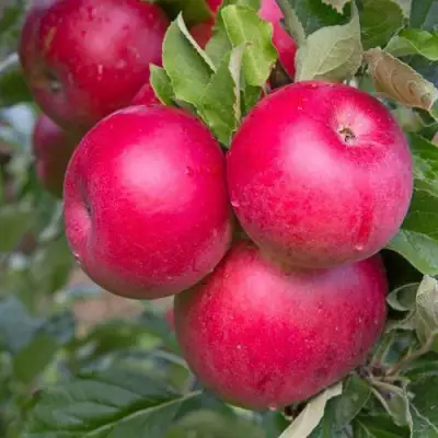 Яблоня РОЖДЕСТВЕНСКОЕ в Барановичах